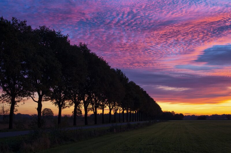 Vibrant sunset over a tree-lined road