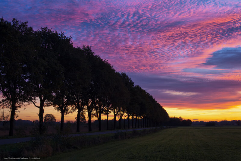 Vibrant sunset over a tree-lined road