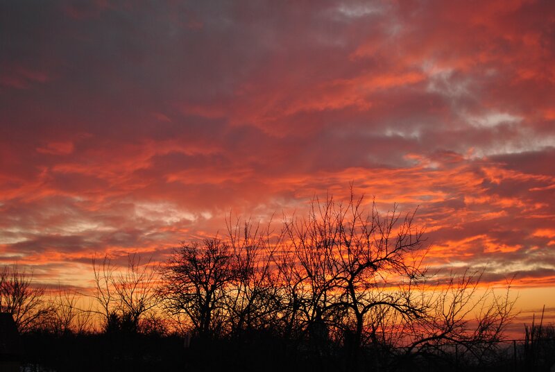 Vibrant sunset over bare trees