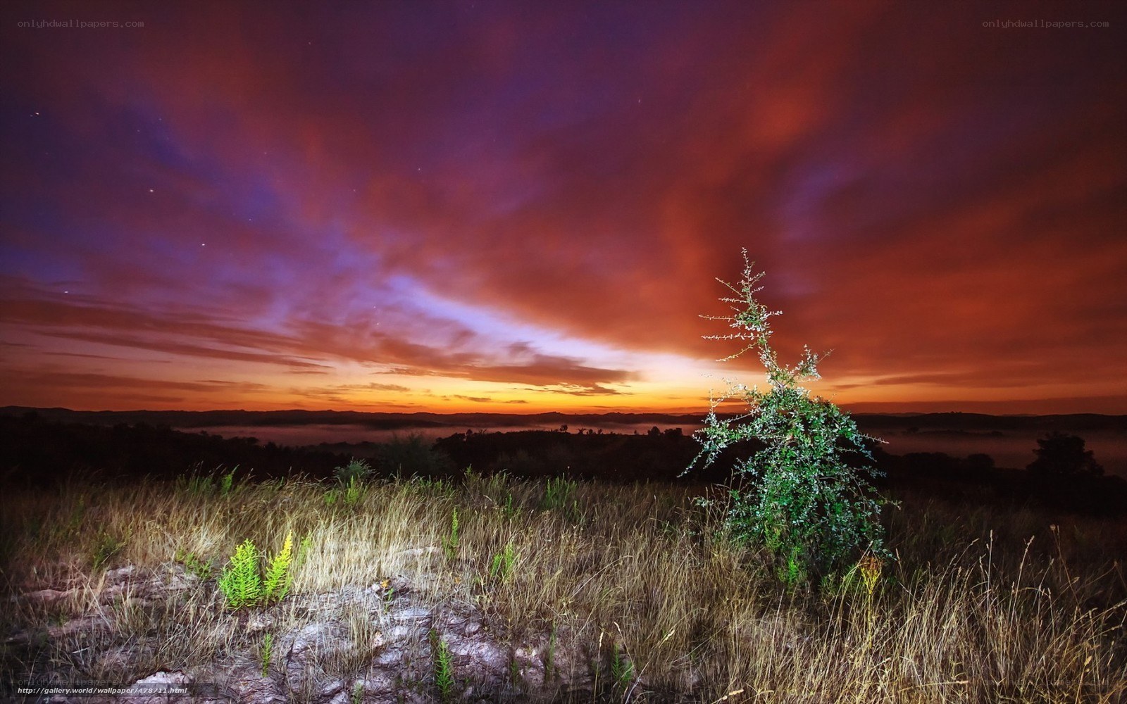 Vibrant sunset over grassland