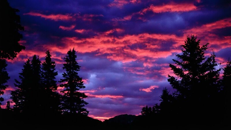 vibrant sunset over pine trees