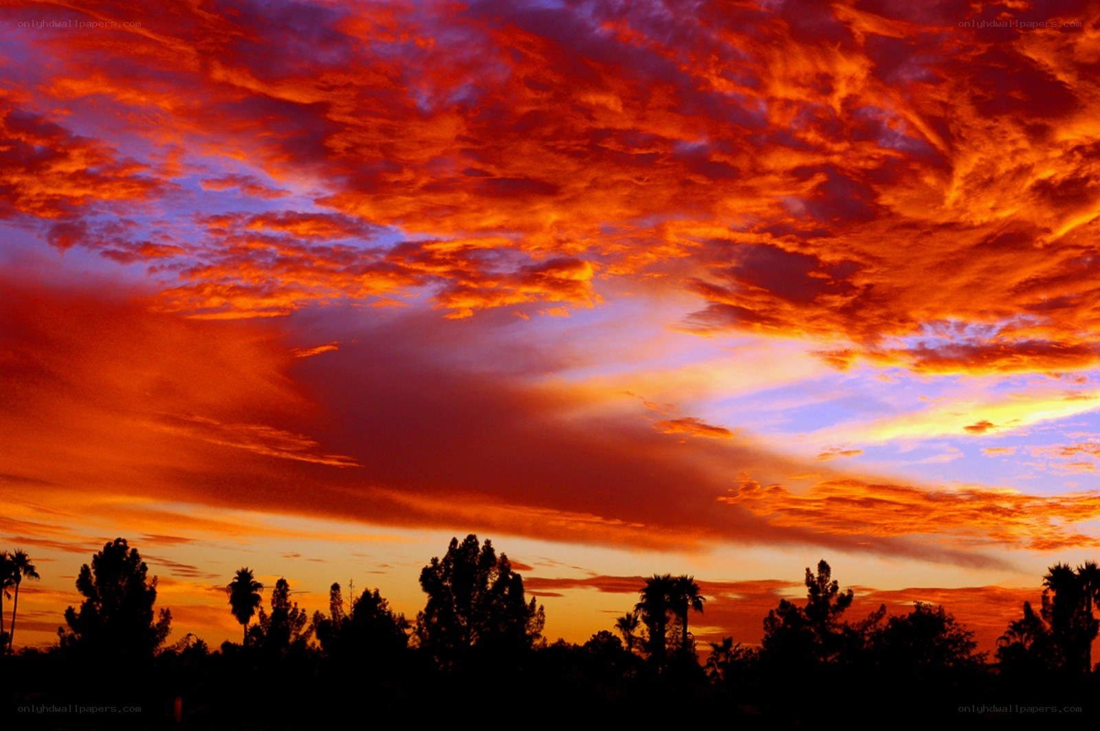 Vibrant sunset over silhouetted trees