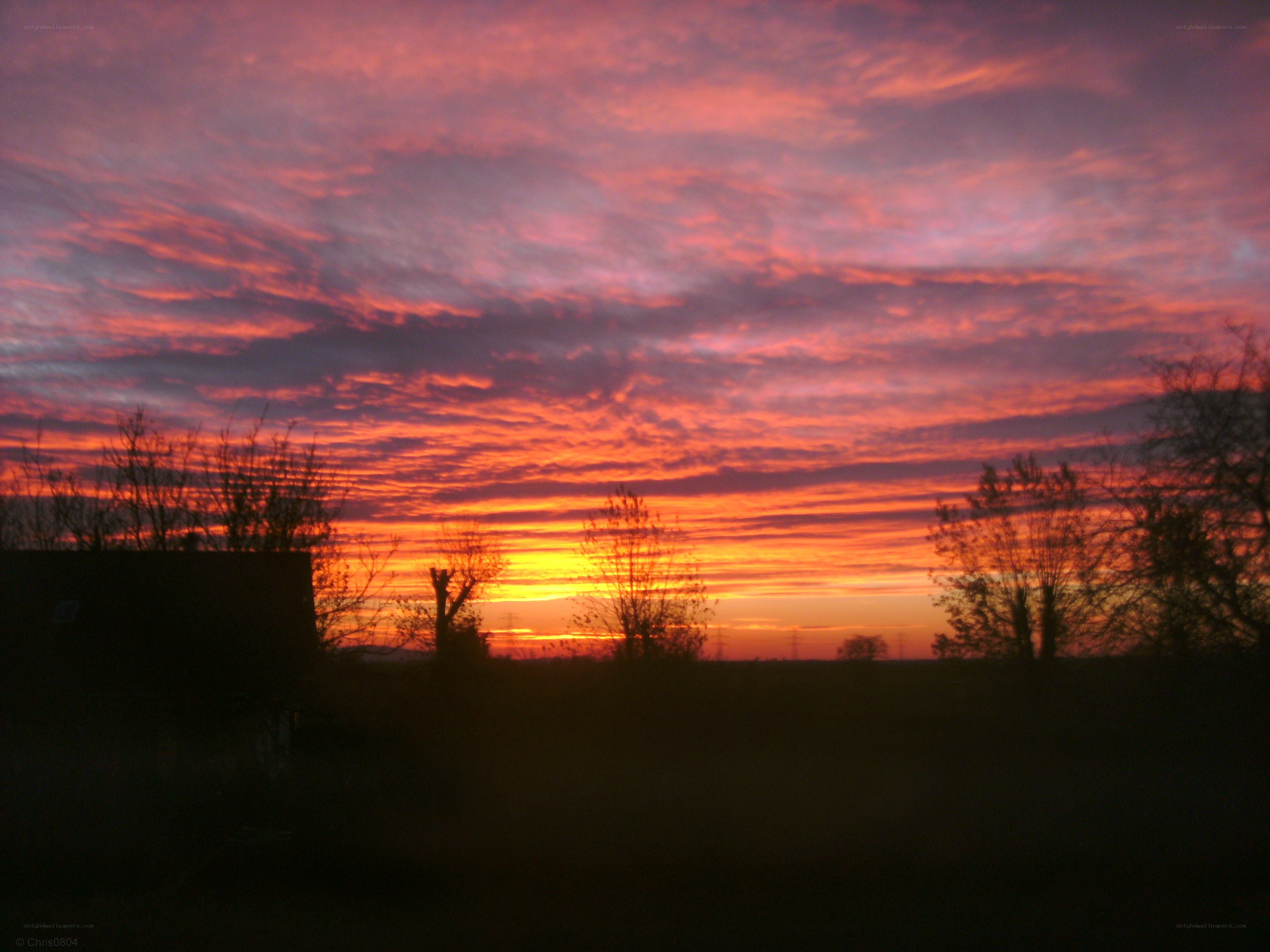 vibrant sunset over silhouetted trees