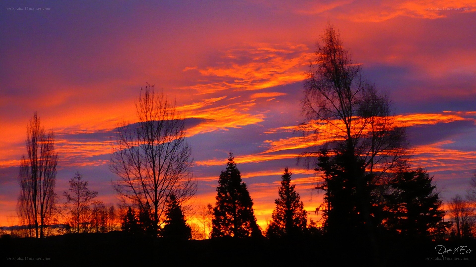 Vibrant sunset over silhouetted trees