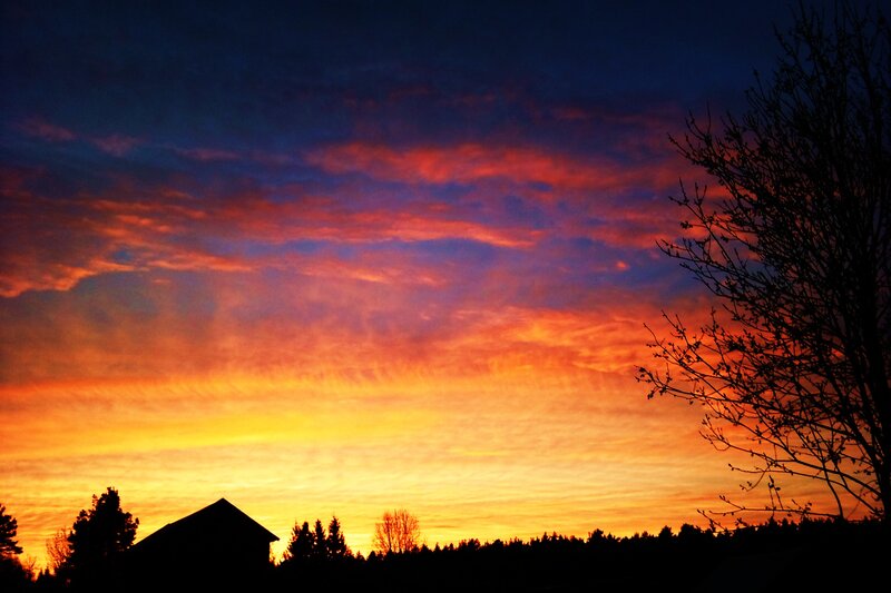 Vibrant sunset over silhouetted trees