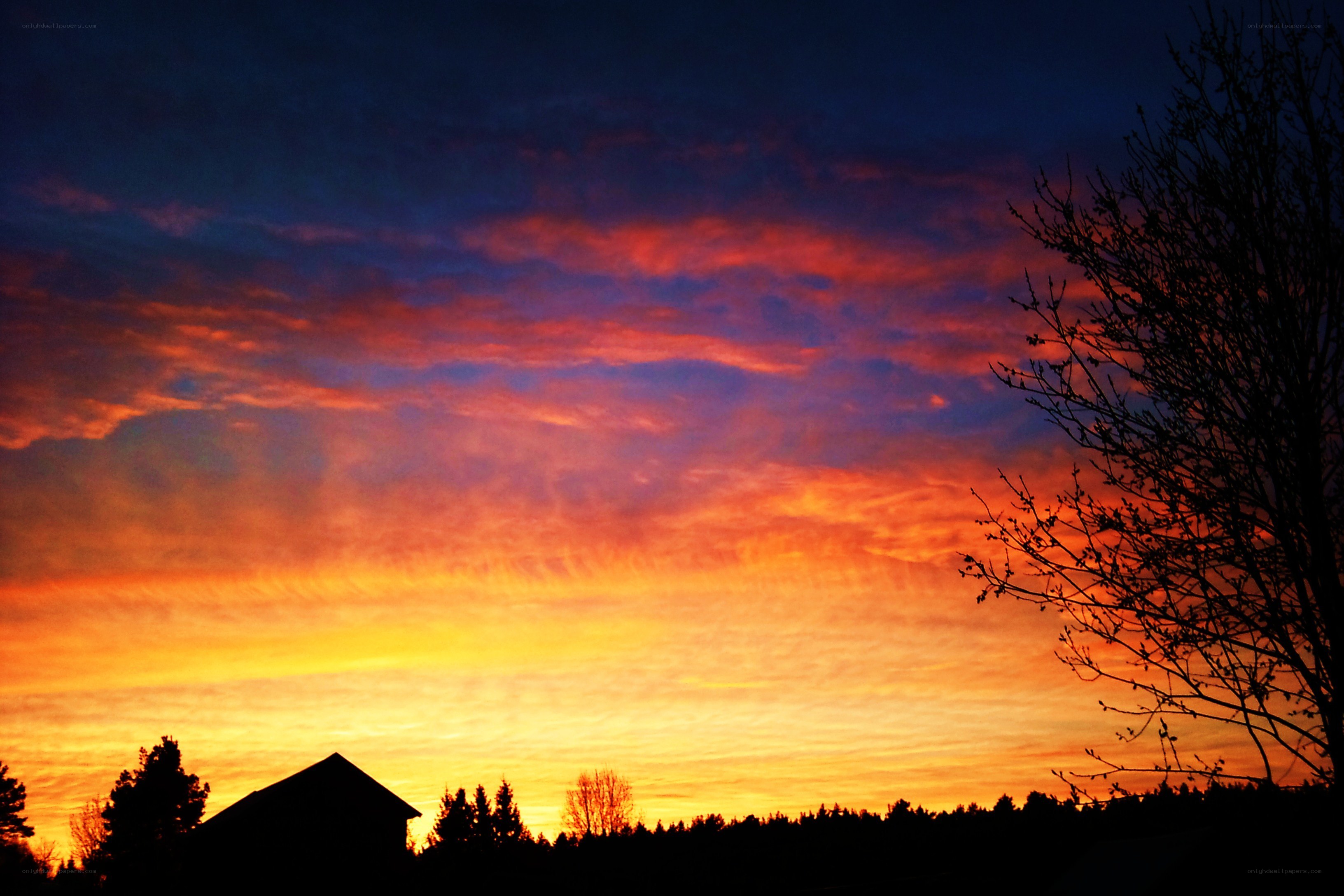 Vibrant sunset over silhouetted trees