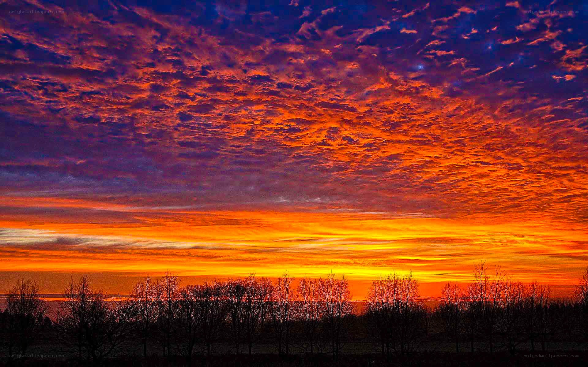 Vibrant sunset over silhouetted trees