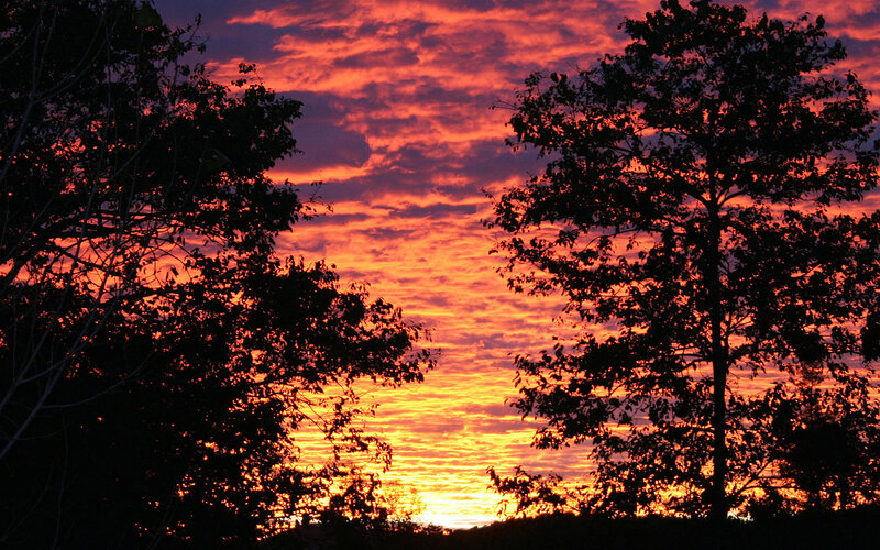 Vibrant sunset over silhouetted trees
