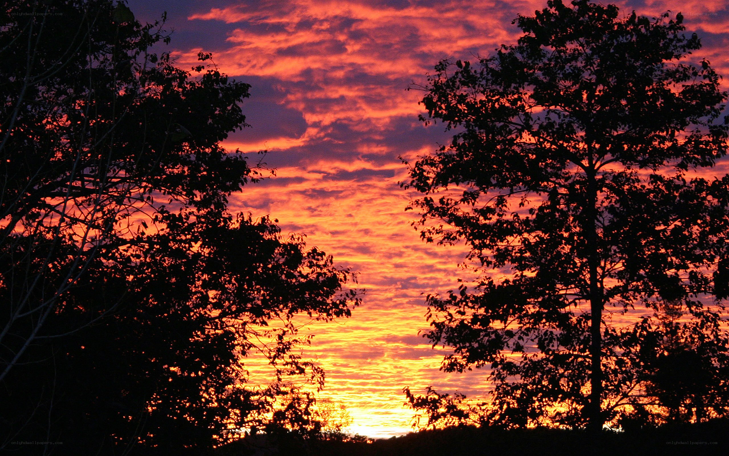 Vibrant sunset over silhouetted trees