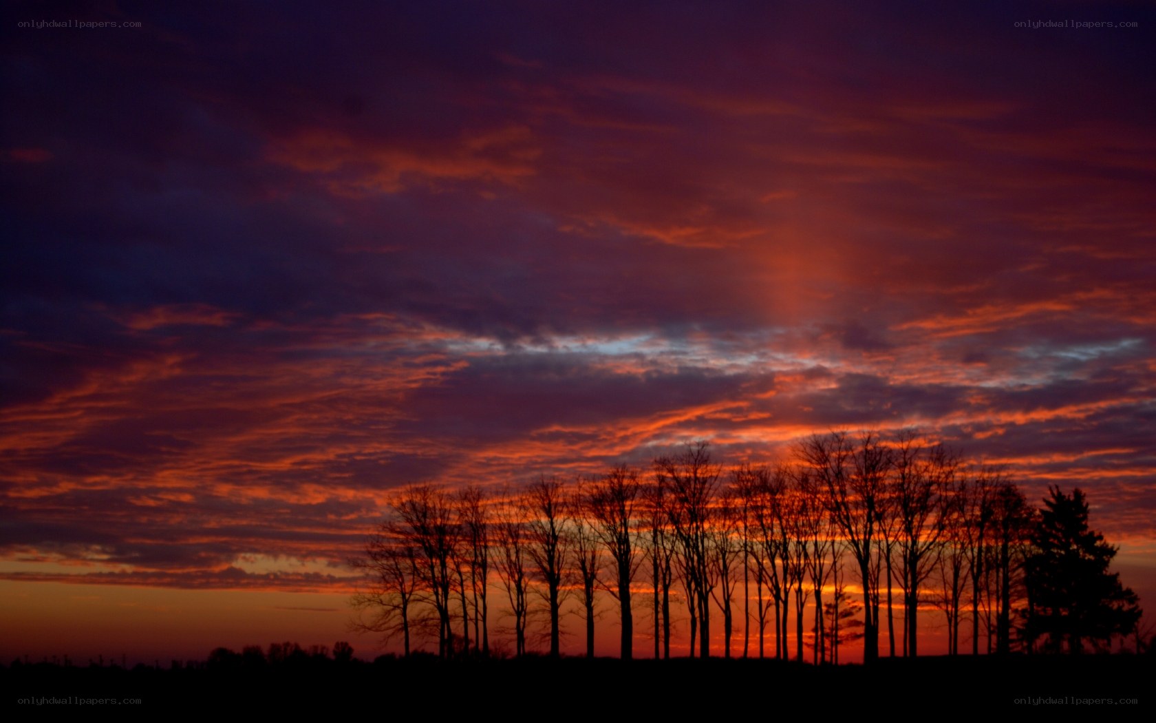 Vibrant sunset over silhouetted trees