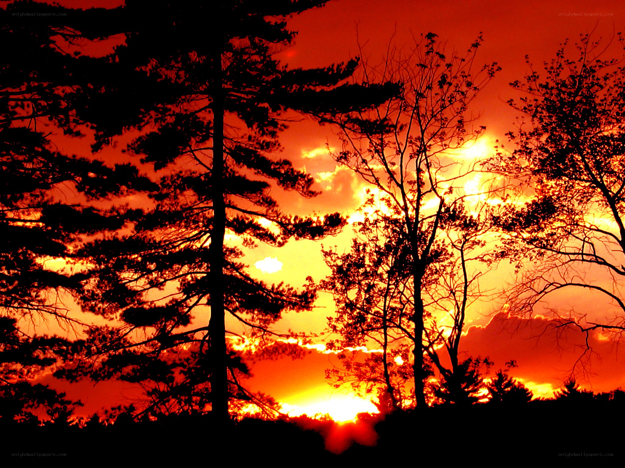 Vibrant sunset over silhouetted trees