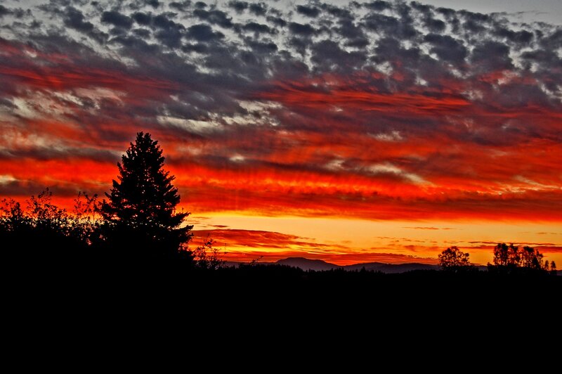 Vibrant sunset over silhouetted trees