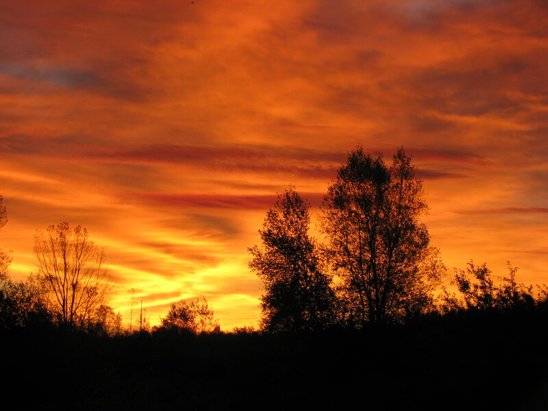 Vibrant sunset over silhouetted trees
