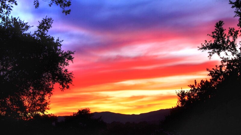 Vibrant sunset over silhouetted trees