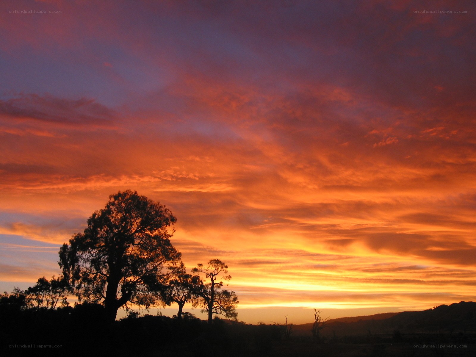 Vibrant sunset over silhouetted trees