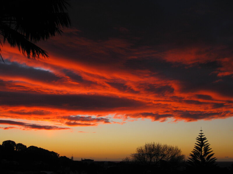 vibrant sunset over silhouetted trees