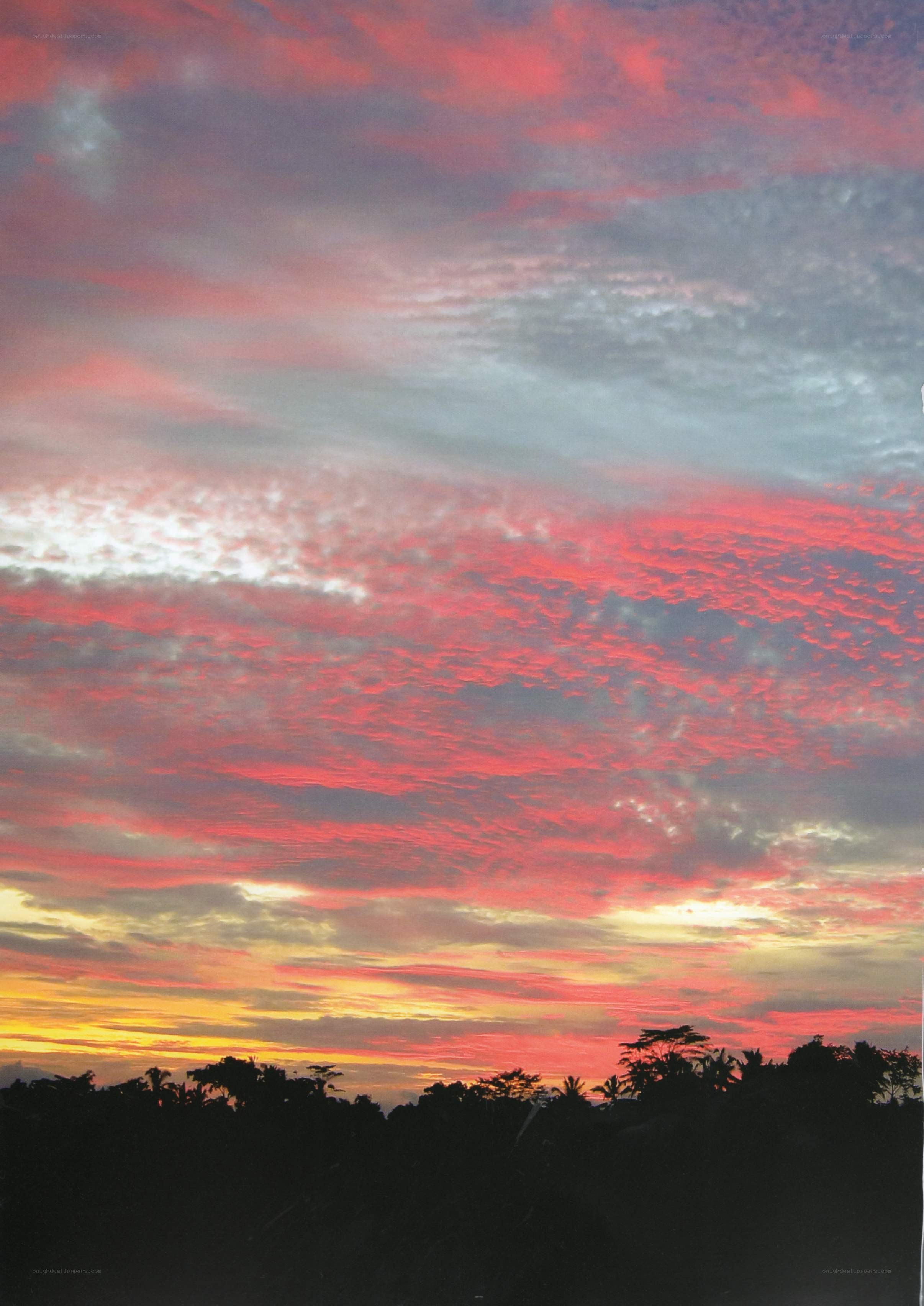 vibrant sunset over silhouetted trees
