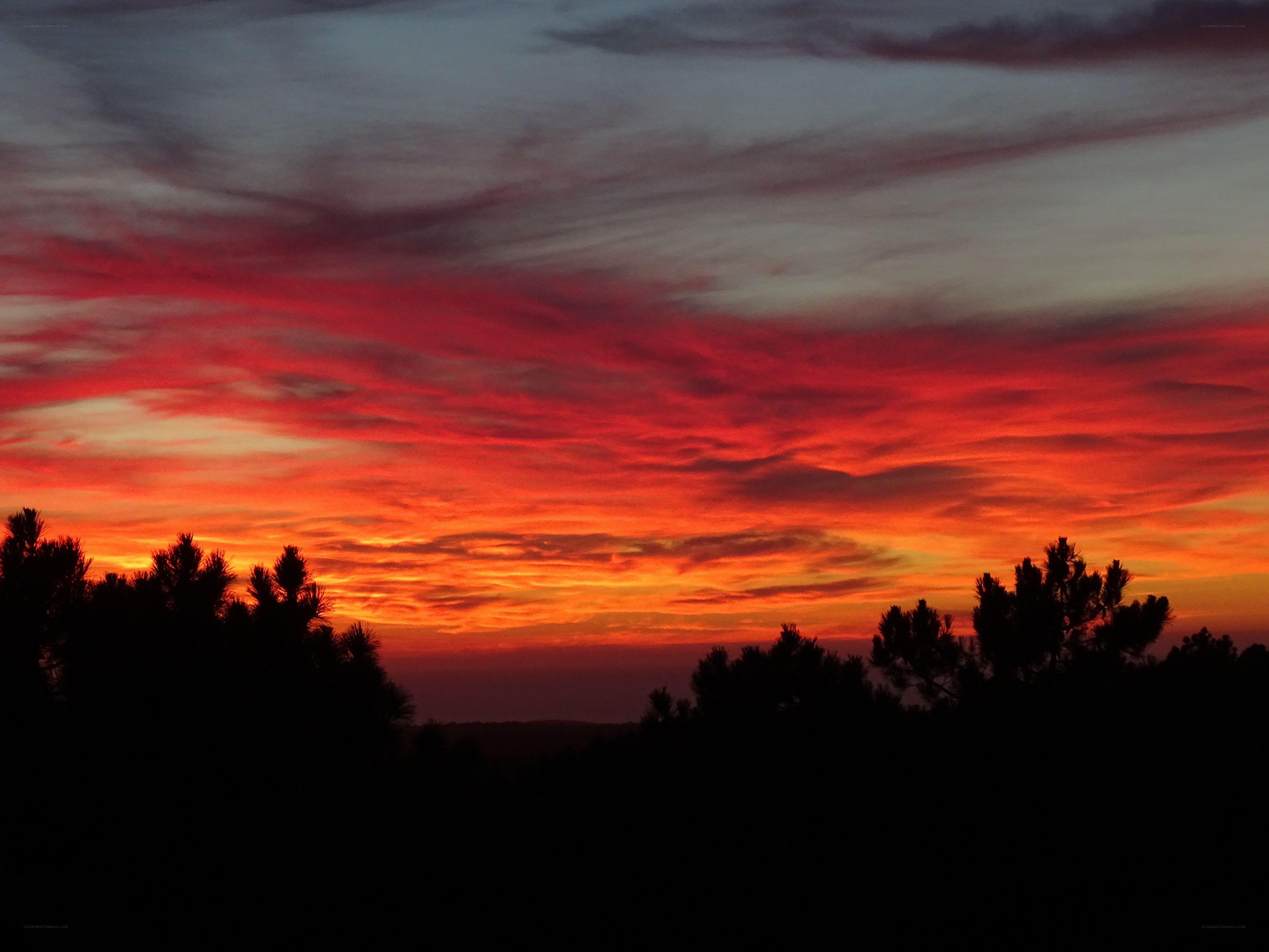 Vibrant sunset over silhouetted trees