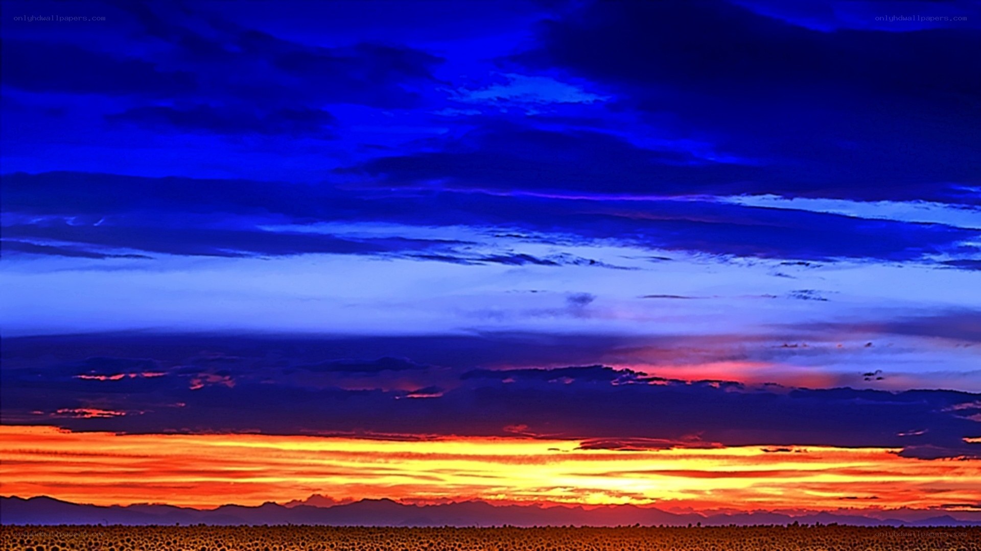 Vibrant sunset over sunflower field