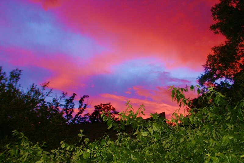 vibrant sunset over trees