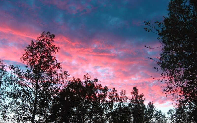 Vibrant sunset over trees
