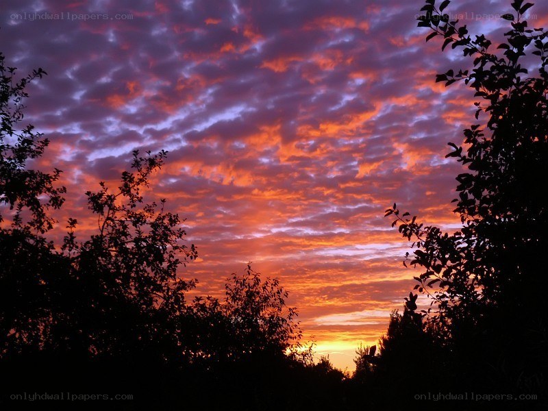 Vibrant sunset over trees
