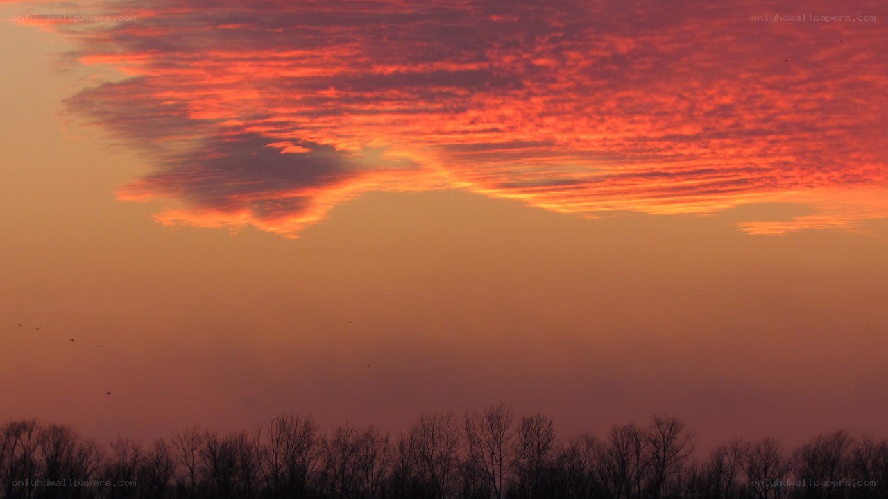 vibrant sunset over trees