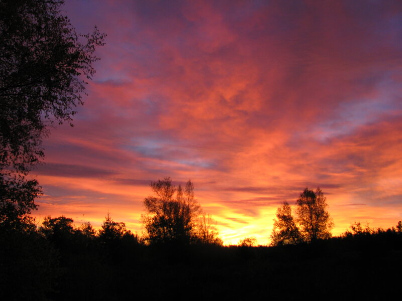 vibrant sunset over trees