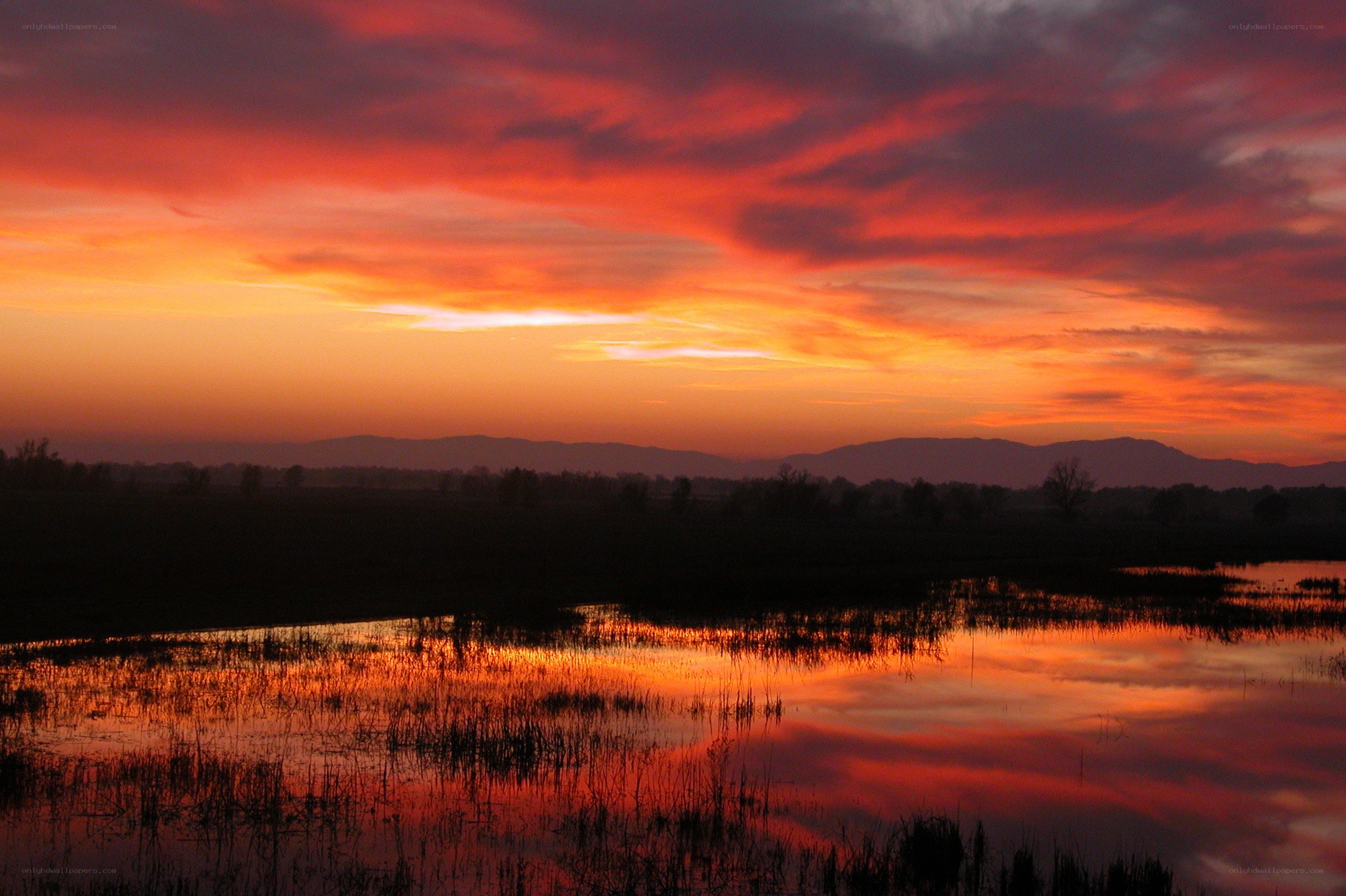 Vibrant sunset over wetlands
