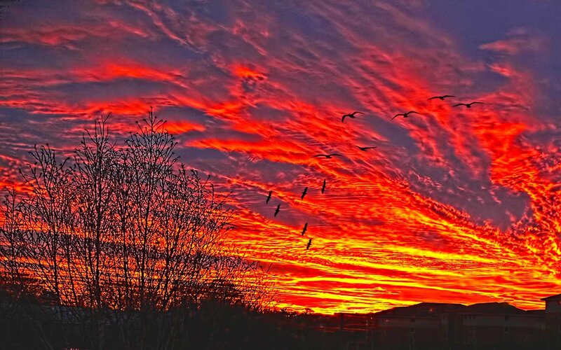Vibrant sunset with birds