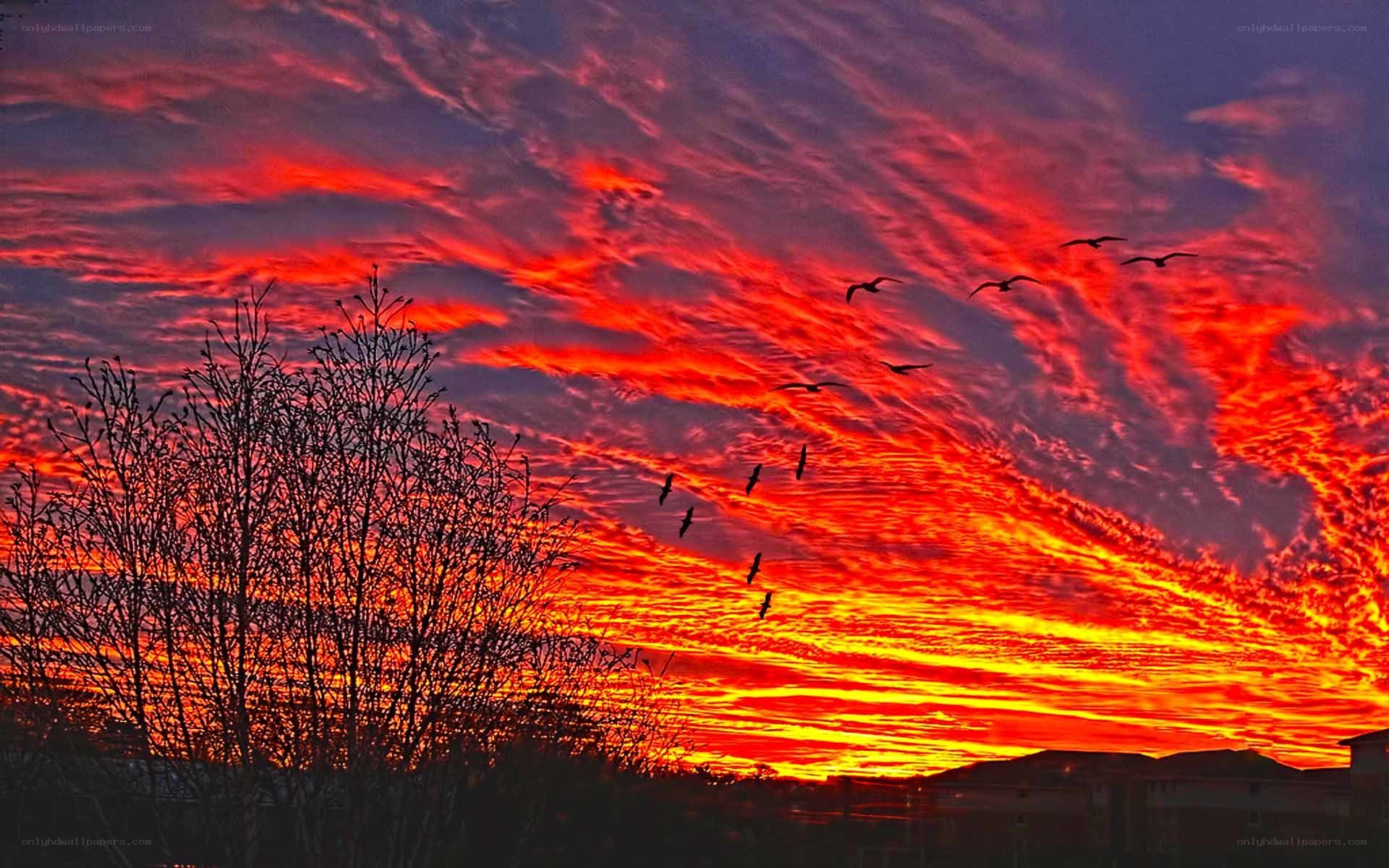 Vibrant sunset with birds
