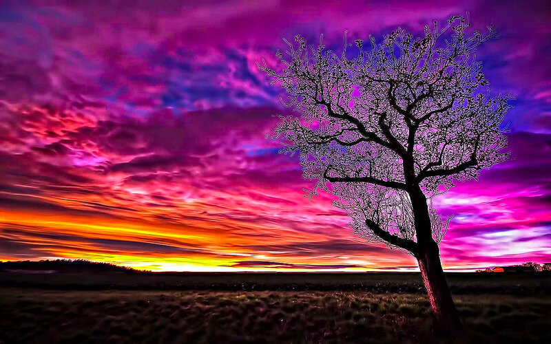 Vibrant sunset with lone tree