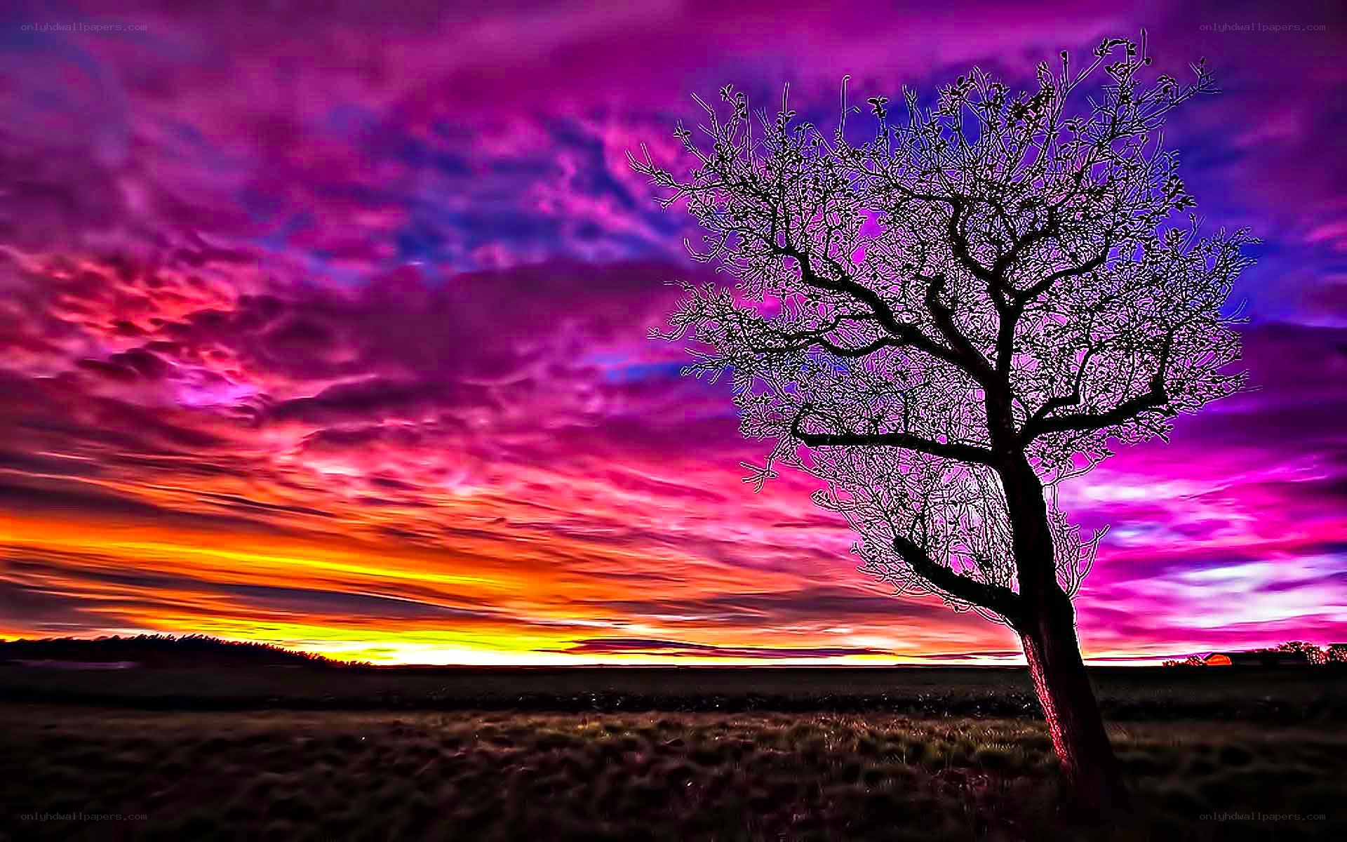 Vibrant sunset with lone tree