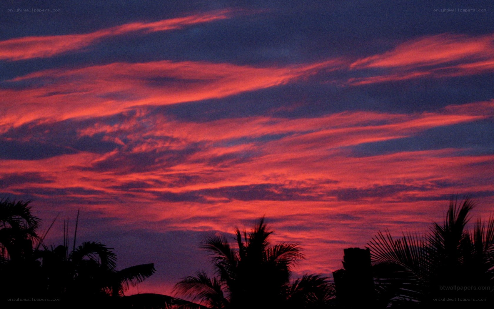 vibrant sunset with palm trees