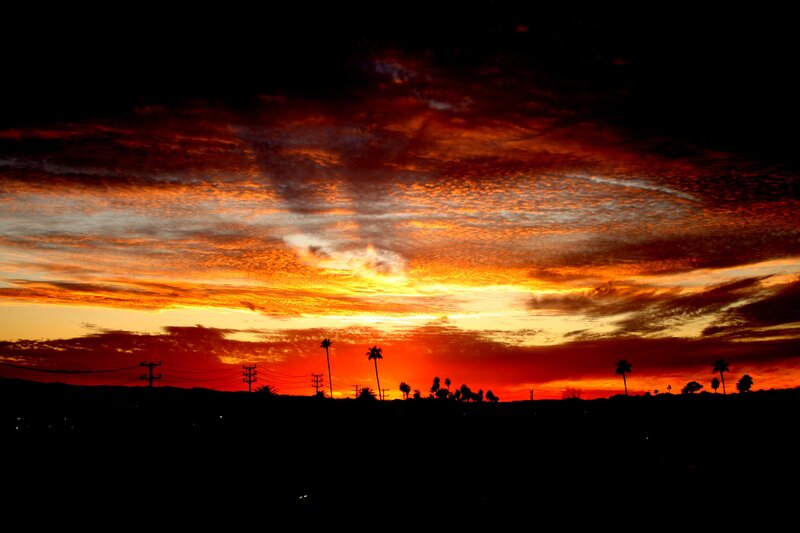 vibrant sunset with palm trees