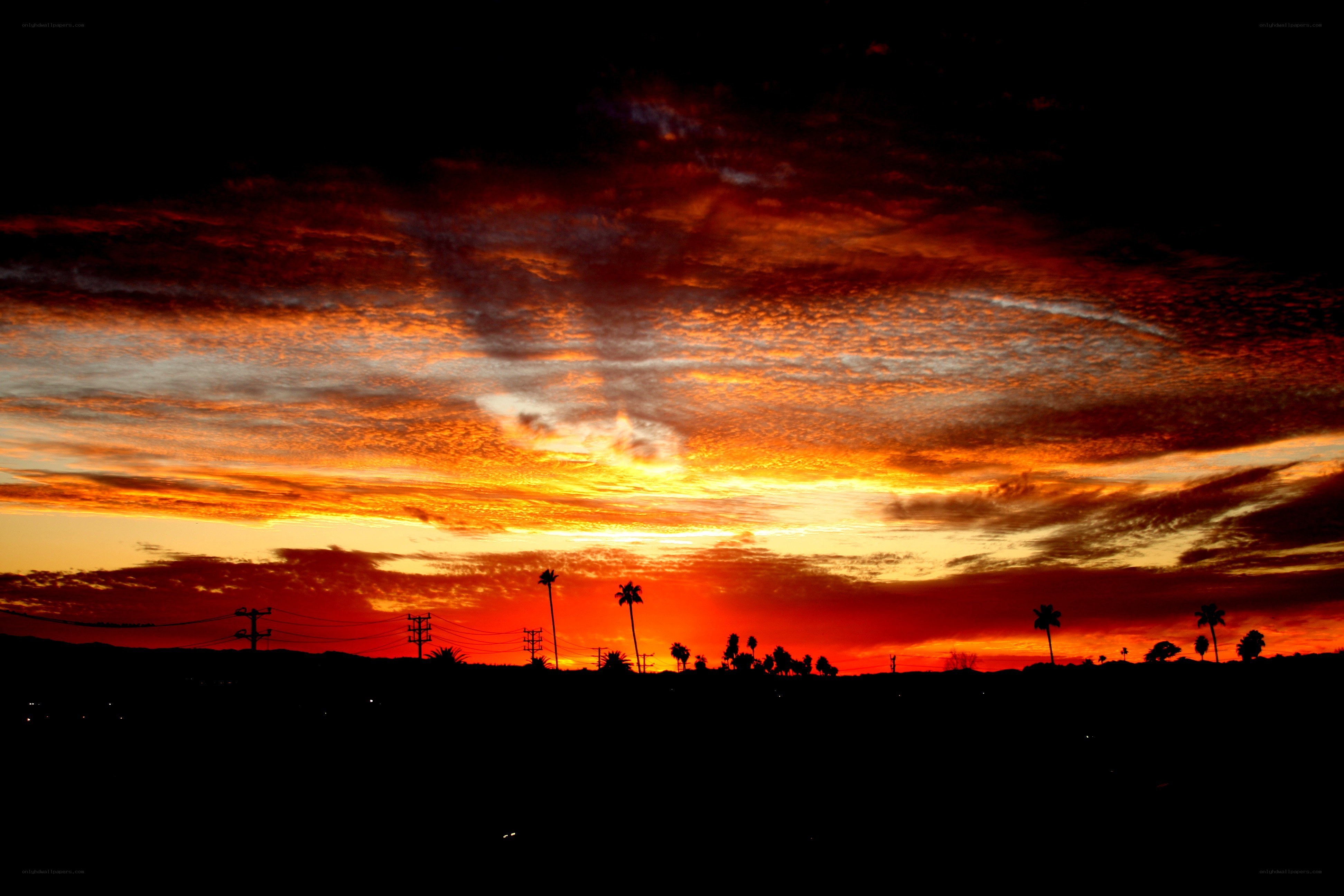 vibrant sunset with palm trees