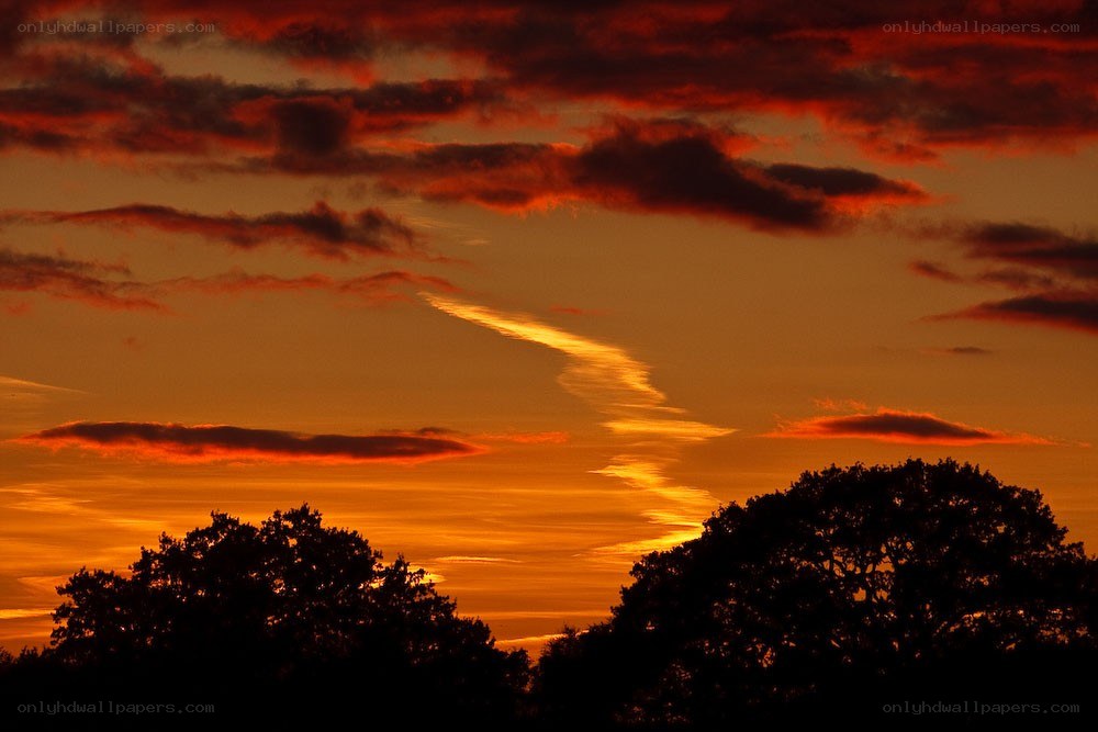 Vibrant sunset with silhouetted trees