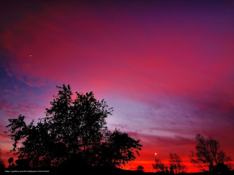 Vibrant sunset with silhouetted trees