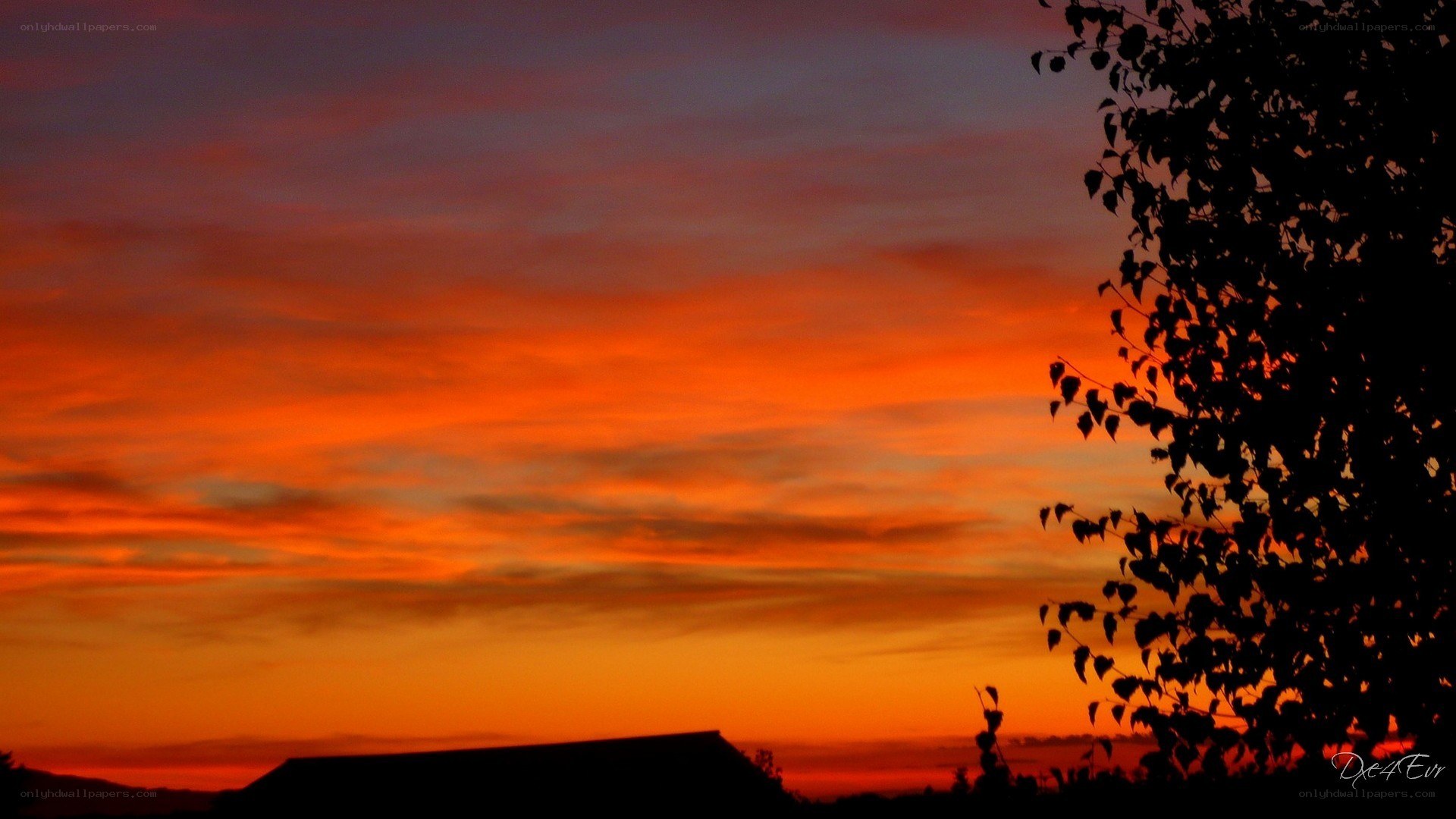 Vibrant sunset with tree silhouette