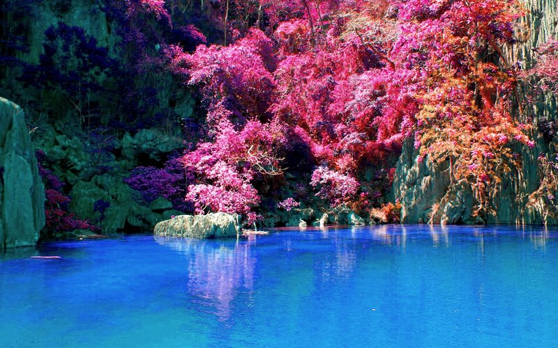 Vibrant Trees by Blue Water