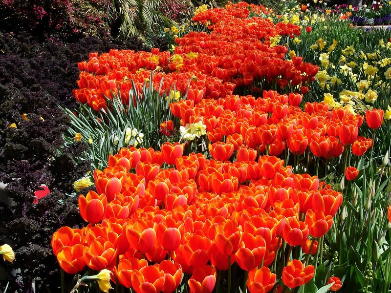 Vibrant tulip and daffodil garden