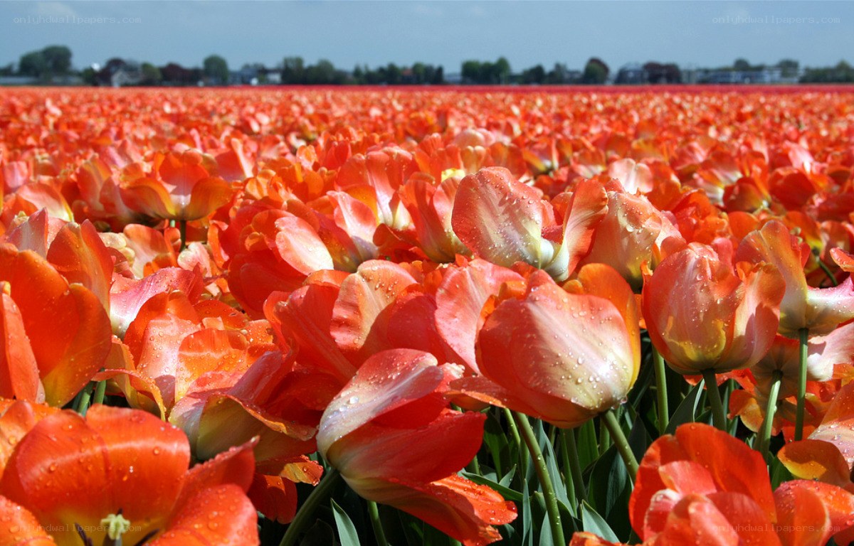 Vibrant tulip field in bloom