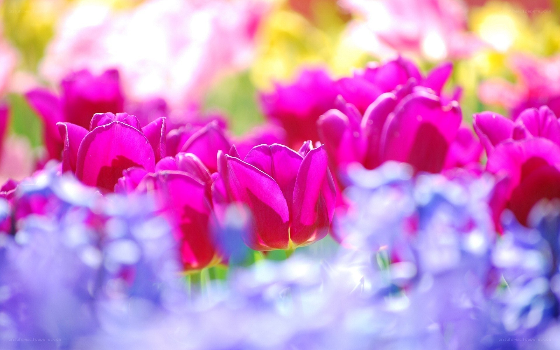 vibrant tulip field in bloom