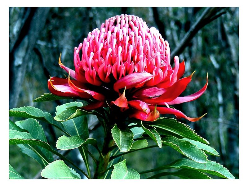 vibrant waratah flower