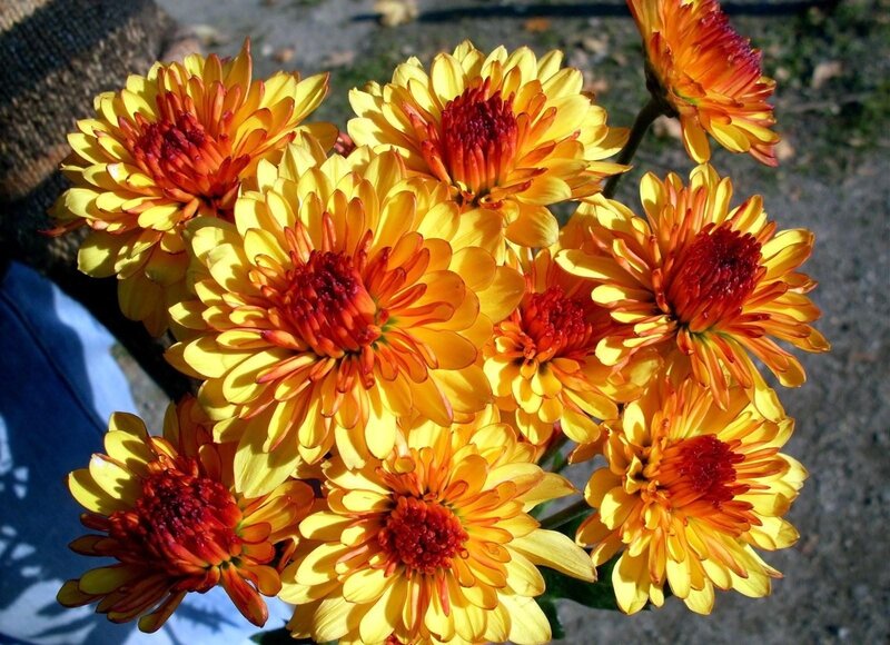 vibrant yellow and orange chrysanthemums