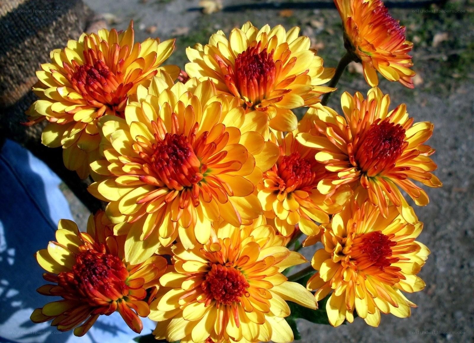 vibrant yellow and orange chrysanthemums