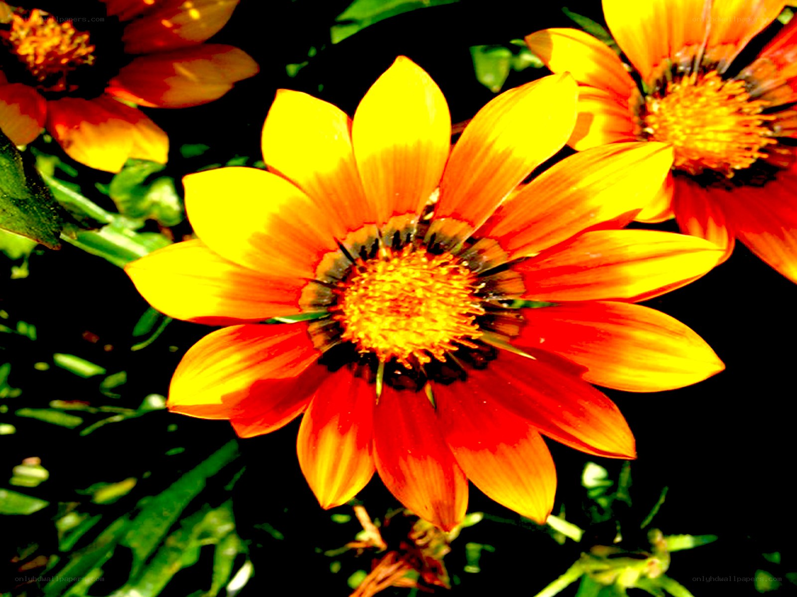vibrant yellow and orange flower
