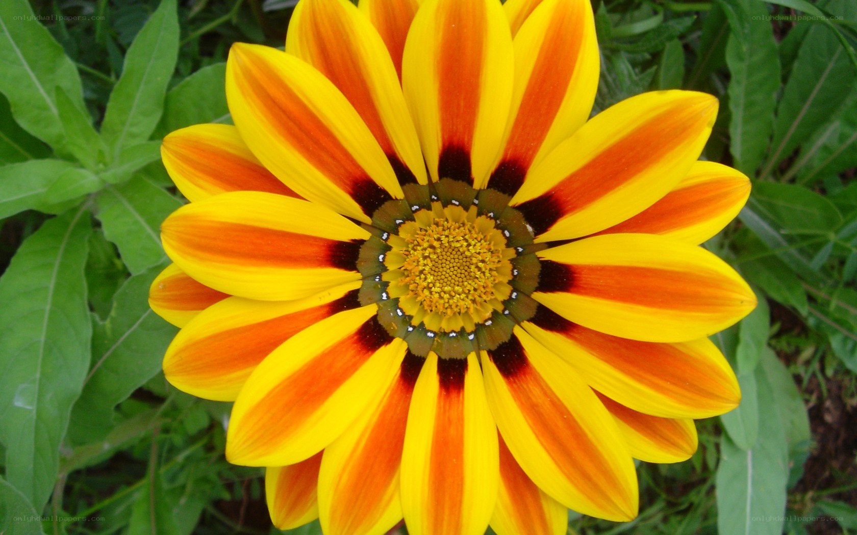 vibrant yellow and orange flower