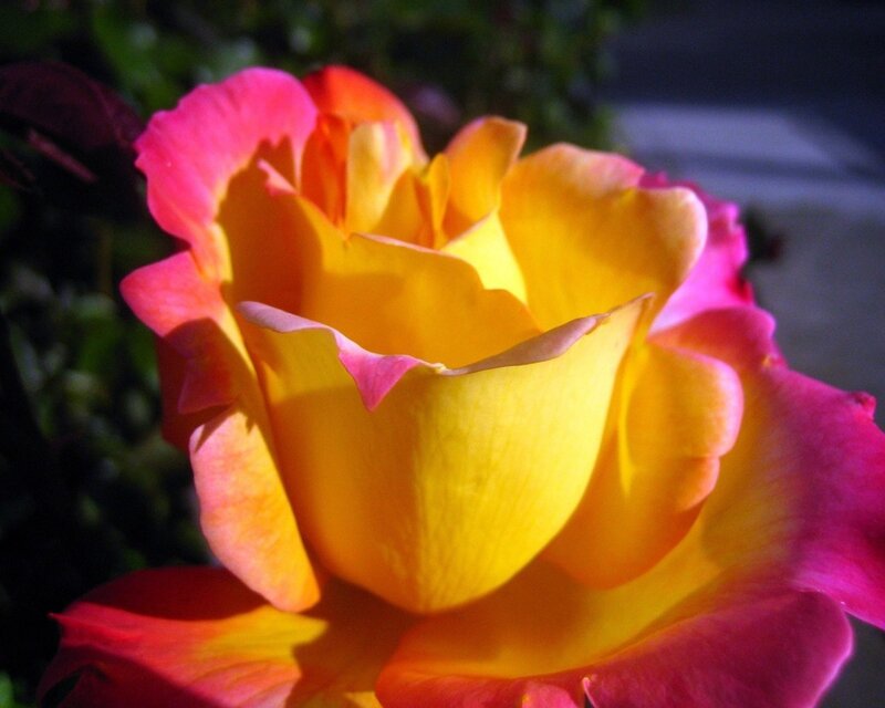 vibrant yellow and pink rose