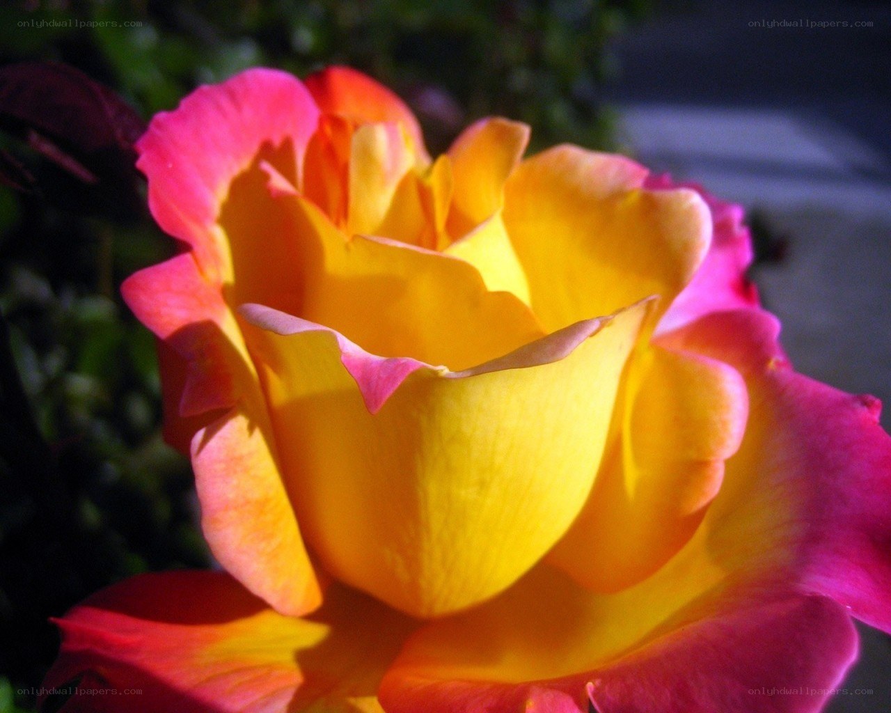 vibrant yellow and pink rose
